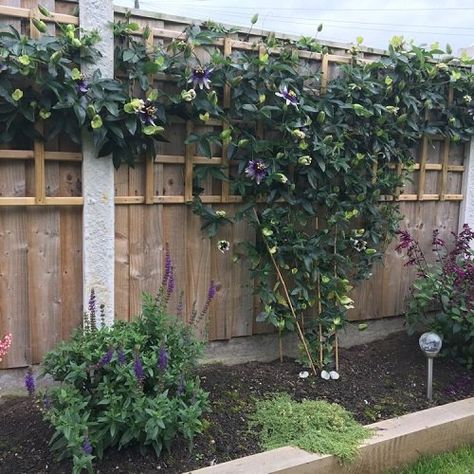 Passion Fruit Landscaping, Climbing Passion Flower, Passionfruit Vine Fence, Passionfruit Plant Trellis, Trellis For Passion Fruit, Passion Fruit Garden Ideas, Passionfruit Vine Trellis Ideas, Passionfruit Vine Trellis, Passion Flower Trellis