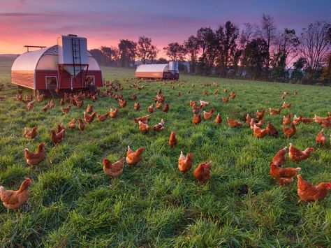 See a photo of chickens in a farm pasture in Pennsylvania by Peter Essick, from National Geographic. Mobile Chicken Coop, Wallpaper Letter, Hen Farm, Best Egg Laying Chickens, Poultry House, Egg Laying Chickens, Farm Pictures, Free Range Chickens, Building A Chicken Coop