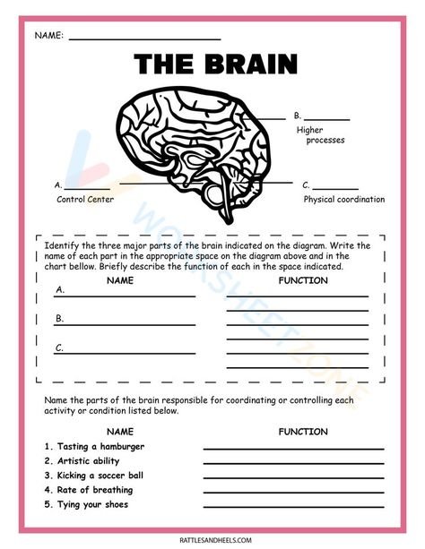 We have a list of Science Worksheets, such as Functions of the Parts of the Brain,...You can download the PDF below, Download: Printable science worksheets for our children. #worksheets #englishworksheets #scienceworksheet #printable #preschool #homeschooling #educationalresources #learningmaterials Nervous System Worksheet, Brain Worksheet, Nervous System Diagram, Free Science Worksheets, Brain Diagram, Nervous System Activities, Human Nervous System, 6th Grade Science, Brain Science