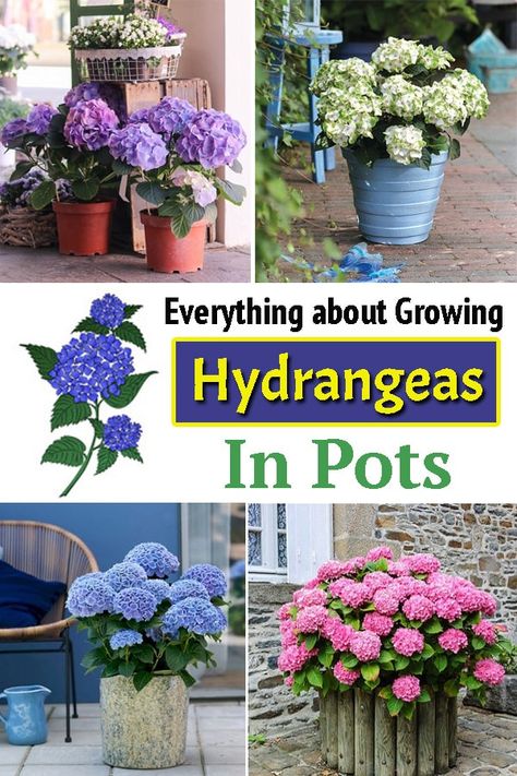 Are you looking forward to Growing Hydrangeas in Pots? Here is the complete guide on how you can grow and care for them in the containers! Potted Hydrangeas On Porch, How To Grow Hydrangeas In Pots, Hydrangea In A Pot, How To Care For Hydrangeas In A Pot, Planting Hydrangeas In Pots, Growing Hydrangeas In Pots, Container Hydrangea, Hydrangeas In A Pot, Potted Hydrangea Care