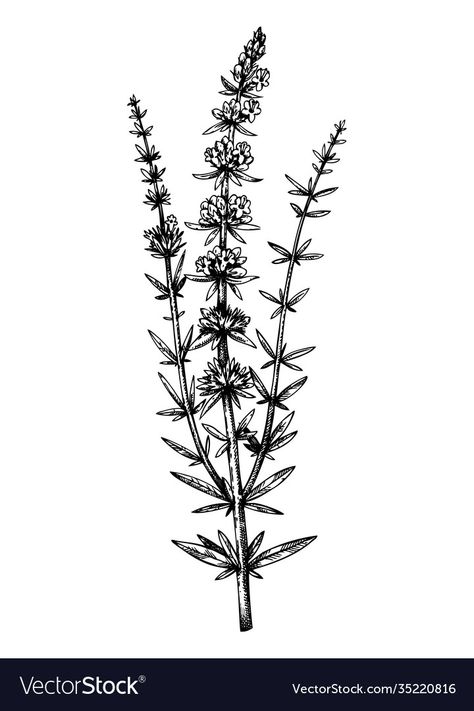 Hyssop Tattoo Simple, Hyssop Plant Tattoo, Hyssop Branch Tattoo, Herb Drawings Botanical Illustration, Hyssop Drawing, Hyssop Tattoo, Romantic Impressionism, Faith Images, Herbal Tattoo