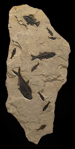 Fossil Art, Fossil Hunting, Fossil Bones, Rocks And Fossils, Fish Fossil, Large Mural, Geology Rocks, Amber Fossils, Dinosaur Fossils