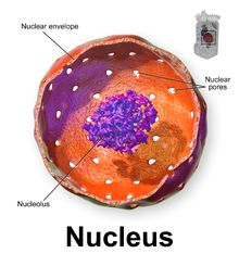 A cell nucleus looks similar to the molten core of the earth. Which both are the vessels to support its structure.  A nucleus contains genetic material packed into chromosome, and it is associated with other organelles that function in the production of amino acids and proteins based on what the genetic material dictates. Cell Nucleus, Molten Core, Nuclear Membrane, Cell Transport, Prokaryotic Cell, Cells Project, Cell Organelles, Eukaryotic Cell, Cell Division