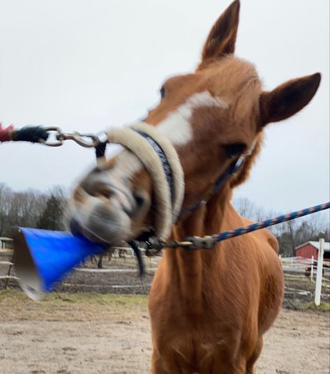 Aesthetic Horse Pics, Chestnut Horse Aesthetic, Horse Girl Aesthetic, Chestnut Horses, Horse Background, Horsey Life, Equestrian Aesthetic, Cute Horse Pictures, Horse Aesthetic