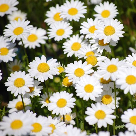 Creeping Daisy Seeds - Chrysanthemum Paludosum Flower Seeds Chrysanthemum Seeds, White Daisy Flower, Hawaii Wall Art, Flower Sleeve, Faeries Gardens, Rock Gardens, Ground Cover Plants, Language Of Flowers, Butterfly Wall Art