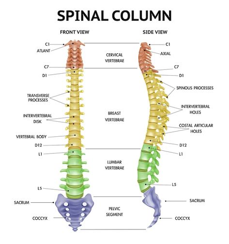 Spinal column front and side views | Premium Vector #Freepik #vector #backbone #spinal #spine #bone Vertebral Column Anatomy, Anatomy Realistic, Human Skeleton Parts, Spine Drawing, Spine Anatomy, Skeleton Parts, Vertebral Column, Human Spine, Spinal Column