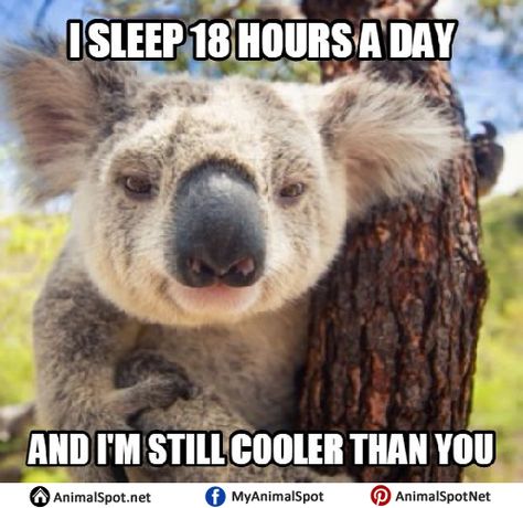 Koala Bear Meme Koala Meme, Bear Meme, Funny Wild Animals, Funny Koala, The Wombats, Animal Humor, Animal Puns, Image Nature, Animal Pics