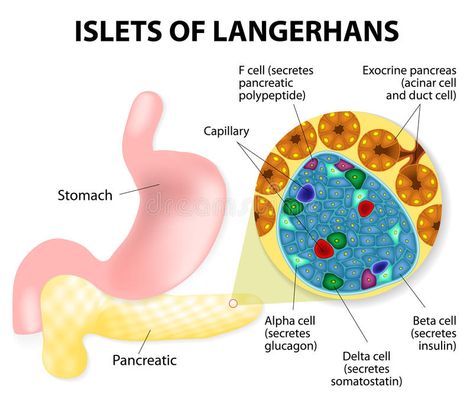 Islets of Langerhans. The islets of Langerhans are responsible for the endocrine , #AFF, #responsible, #endocrine, #function, #Islets, #Langerhans #ad Care Management, Medical Training, Blood Glucose Levels, Medical Terms, Nursing Notes, Nursing Care, Insulin Resistance, Free Illustration, Care Plans