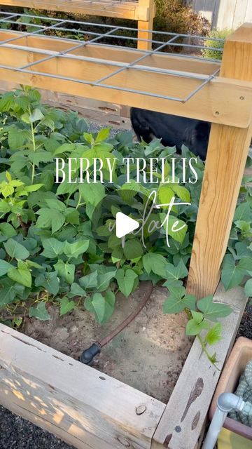 SHERIDEN on Instagram: "Berry trellis update! These are first year plants and for those of you who haven’t grown raspberries and blackberries before, the first year is really about growing a strong root system, which means top growth is limited. But we are finally getting enough growth to reach the trellis panels. As shoots grow, I will continue to help them pop through the panels to keep them upright and save some space in the garden. I am expecting some wild growth next year as these have established well! And for those of you who are curious, purple sweet potatoes are planted on the edges of my raspberry bed - it was a great way to utilize the space while the berries established this year. For the original trellis post, scroll back or see the highlight on my profile.
.
.
.
#blackberries Trellis For Raspberry Bushes, Thornless Blackberry Trellis, Blackberry Support Ideas, Blackberry Plants How To Grow, Trellising Raspberries, Raspberry Trellis Diy, Raspberry Support Ideas, Raspberry Plants Trellis, Berry Patch Layout Garden Ideas