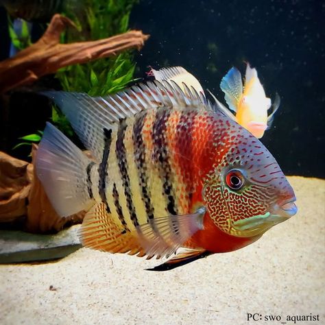 Red Tiger Severum Cichlid Fish Severum Cichlid, Indoor Aquarium, Community Fish Tank, African Cichlid Tank, African Cichlid Aquarium, American Cichlid, South American Cichlids, Cichlid Aquarium, Beautiful Tropical Fish