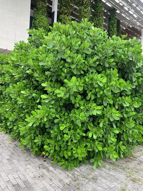 Is a Clusia Hedge Right for You? Florida Hedge Plants, Tropical Hedge Plants, Clusia Landscaping Ideas, Hedge Plants Landscaping Ideas, Tropical Hedge, Clusia Plant, Clusia Hedge, Ficus Hedge, Landscaping Entrance