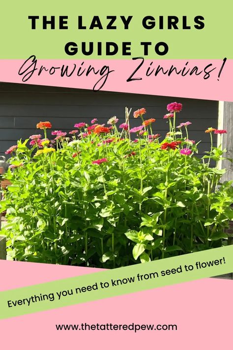 Save Zinnia Seeds, What To Plant With Zinnias Flower Beds, Zinnias In Flower Bed, Raised Zinnia Beds, Collecting Zinnia Seeds, Zinnia Raised Bed, Raised Flower Garden Beds Layout, Summer Planting Flowers, Zinnias In Raised Beds