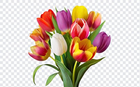 Tulip Flowers PNG Tulip Flowers Png, Flowers Png Hd, Flower Bouquet Png, Red Rose Bouquet, Flowers Png, Daffodil Flower, Png Hd, Sunflower Bouquets, Sunflower Png