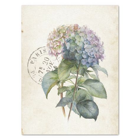 French Watercolor, French Country Blue, Parchment Background, Decoupage Papers, Blue Hydrangea Flowers, Decoupage Tissue Paper, Hydrangea Flowers, Watercolor Blue, Hydrangea Flower