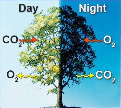 The photosynthesis process gets reversed at night. In the morning photosynthesis happens and the plant produces 02 after it gets co2.However,at night the plant takes back o2 and produces co2. Plant Respiration, Respiration In Plants, Photosynthesis Projects, Photosynthesis Activities, Teaching Plants, Biology Plants, Biology Facts, Interactive Science, Science Notebooks