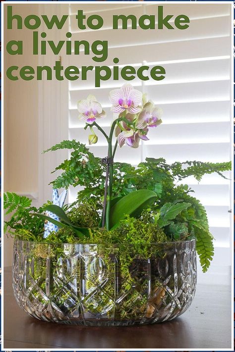 Garden Table - Hurry! Dont forego on the latest and most fantastic deal. Check it out NOW! Plant Ideas Indoor, Tabletop Garden, Orchid Bowl, Diy Orchids, Plant Centerpieces, Plant Inspiration, Orchid Flower Arrangements, Plant Styling, Orchid Planters