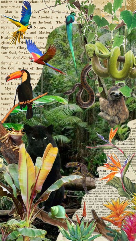 Jungle Animal Art, Mother Earth Art, Wildlife Wallpaper, Wild Animal Wallpaper, Jungle Life, Wildlife Biologist, Wild Jungle, Nature Collage, Tropical Animals