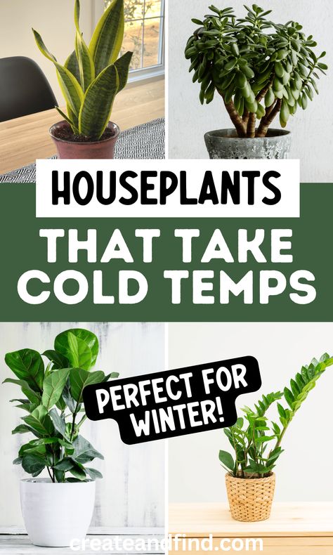 Houseplants that can survive the cold for a winter garden. Indoor Plants For Cold Rooms, Cold Tolerant House Plants, Fall Indoor Plants, Winter House Plants, Winter Plants Indoor, Cold Weather Plants For Pots, Plants That Survive Winter, Plants For Cold Rooms, Winter Plants Outdoor Cold Weather