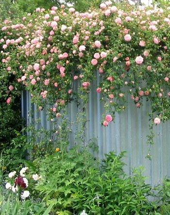 New Dawn Climbing Rose, Climbing Vines, Rose Bush, Climbing Roses, Climbing Plants, Gorgeous Gardens, Garden Cottage, Wild Roses, Front Garden