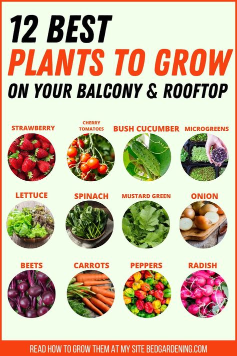 Grow Vegetables In Apartment, Back Porch Garden Vegetable, Rooftop Flower Garden Ideas, Planting Small Garden, Best Vegetables To Grow On Balcony, Porch Vegetable Garden Ideas, Balcony Veggie Garden Ideas, Garden On A Balcony, Porch Garden Ideas Apartment