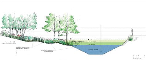 pond-section1.gif (500×208) Pond Landscape Drawing, Pond Birds Eye View, Landscape Program Diagram, Retention Pond Landscape Architecture, Retention Pond, Pond Design, Landscape Architect, Arch, Design