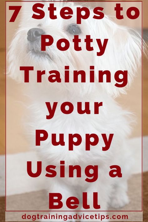 7 Steps to Potty Training your Puppy Using a Bell - Dog Training Advice Tips House Training Puppies, Puppy House, Easiest Dogs To Train, Dog Potty Training, Cesar Millan, Potty Train, House Training Dogs, Potty Training Puppy, Dog Training Advice