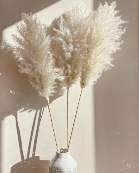 The Place of Pampas. on Instagram: “The natural white pampas grass 🥺☁️ It’s fluffier than I ever could have imagined. It will be available along with others NEXT RESTOCK 30TH…” White Pampas, Green Craft, Pampas Grass, Cozy Living Rooms, Lei, Plants, Flowers, White, Instagram