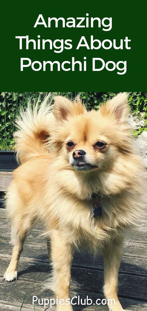 Amazing Things About Pomchi Dog  #pomchi #pomeranian #chihuahua #pomeranianmix #chihuahuamix #dogs #puppies Pom Chi Dogs, Pomeranian Chihuahua Mix Puppies, Black And White Pomeranian, Chihuahua Mix Dogs, Pomeranian Mix Puppies, Pomchi Dogs, Pomchi Puppies, Chihuahua Mix Puppies, Pomeranian Chihuahua Mix