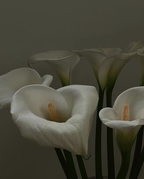 Calla Lily Bouquet, Slow Living, Lily Flower, Calla Lily, My Flower, Garden Tools, Beautiful Flowers, Planting Flowers, Flower Arrangements