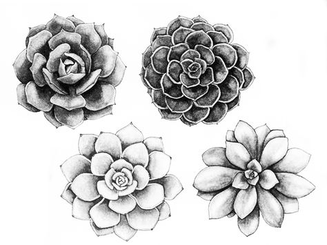 Succulent Tattoo, Succulents Drawing, Succulent Art, Types Of Succulents, Plant Drawing, Skin Art, Piercing Tattoo, Love Tattoos, Flower Tattoos