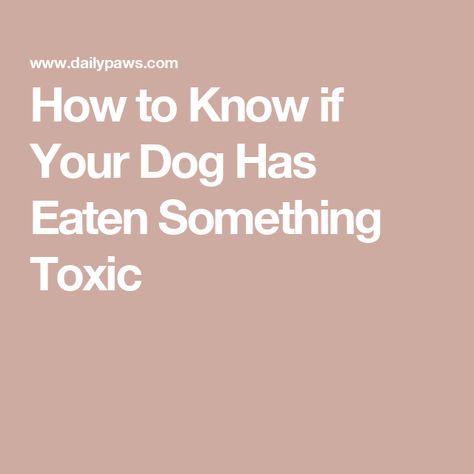 How to Know if Your Dog Has Eaten Something Toxic Dog Conditioner, Cat Diet, Cat Nutrition, Cat Health Care, Dog Nutrition, Pet Cleaning, Pet Gear, Dog Health Care, Can Dogs Eat