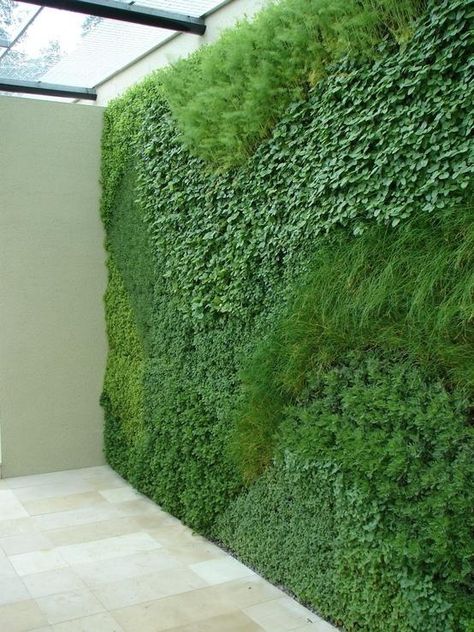 vertical garden- love love. not a hedge exactly, but remember to think outside the box with what a hedge is. Green Wall Plants, Hampton Court Flower Show, Herb Wall, Plants Growing, Walled Garden, The Secret Garden, Wall Garden, Green Rooms, Living Wall