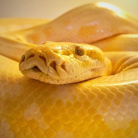 Burmese Python, Golden Snake, Yellow Snake, Color Boards, Burmese, Snakes, Monster High, Reptiles, Python