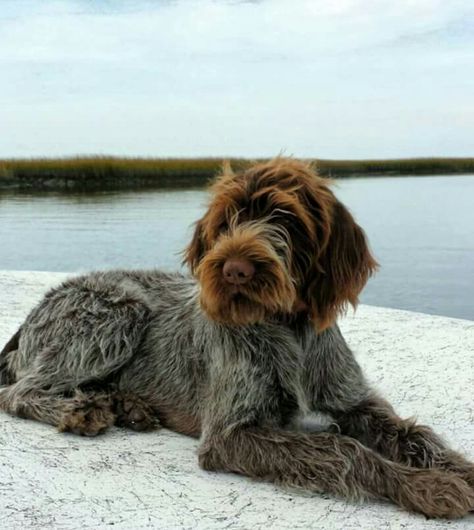 Long Haired Pointer, Wired Haired Pointer, Wire Hair Pointer, German Long Haired Pointer, German Wired Hair Pointer Puppy, Wirehaired Pointing Griffon Puppies, Wire Haired Dogs, Wired Haired Pointing Griffon, German Wired Hair Pointer