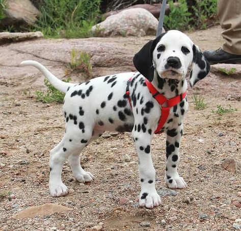 Dalmatian puppy. Dalmatian Puppies, Dalmatian Puppy, Dalmatian Dogs, Puppies And Kitties, Sweet Dogs, Cute Animal Drawings, Beautiful Dogs, Dalmatian, Puppies For Sale