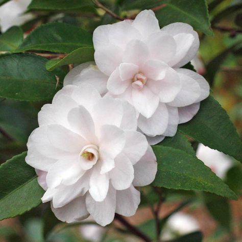 Fragrant and vigorous, Camellia 'Cinnamon Cindy' features very pretty clusters of small, peony-form, white flowers, 2 in. wide (5 cm), with tinges of pink on their regular petals. Their center is graced by 22 pure white petaloids (small petals) and the odd stamen. The exquisite flowers are borne in profusion over a fairly long period extending from early to late season. Camellia Plant, Plant Palette, White Camellia, Specimen Trees, Garden Shrubs, Moon Garden, Traditional Garden, Plant Combinations, Garden Stuff