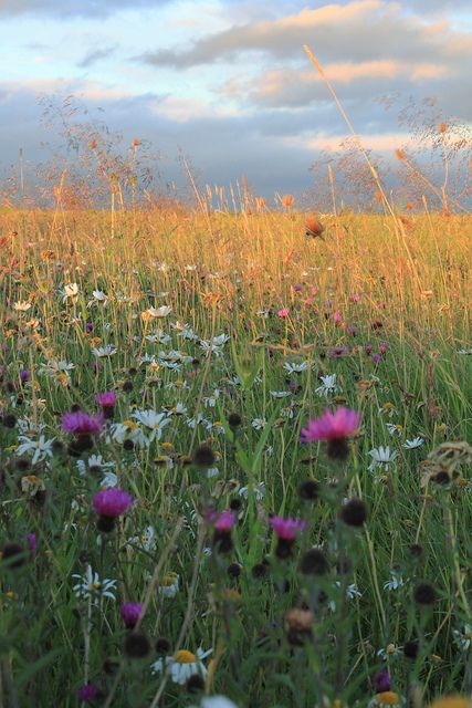 eyes toward the sky, arms out, spinning around....or, at my age, just lying down and inhaling deeply Zuppa Toscana Soup Olive Garden, Flower Borders, Nature People, Wild Flower Meadow, People Pictures, Meadow Garden, Wildflower Garden, Wild Nature, Flower Border