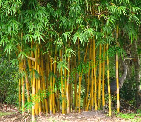 Non-invasive varieties are Perfect for privacy
I love mine!!! Golden Goddess Bamboo, Bamboo Plant Care, Bamboo Hedge, Bamboo Landscape, Bamboo Wallpaper, Bamboo Diy, Bamboo Privacy, Bamboo Trees, Bamboo Planter