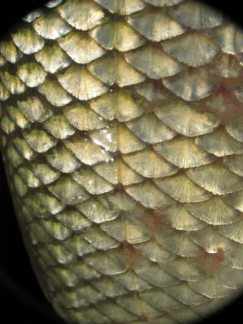 Freshwater Mermaid Aesthetic, Scales Aesthetic, Close Up Art, Corn Meal, Trout Fish, Killer Croc, Spinning Rods, Johnson City, Fish Scale