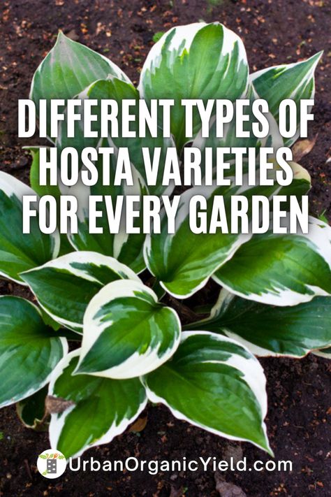 Plantain Lily Hosta, Types Of Hostas Perennials, How To Care For Hostas, Types Of Hosta Plants, Different Types Of Hostas, Hostas Varieties, Fertilizer For Hostas, Hostas Landscaping Front Yards, What To Plant With Hostas