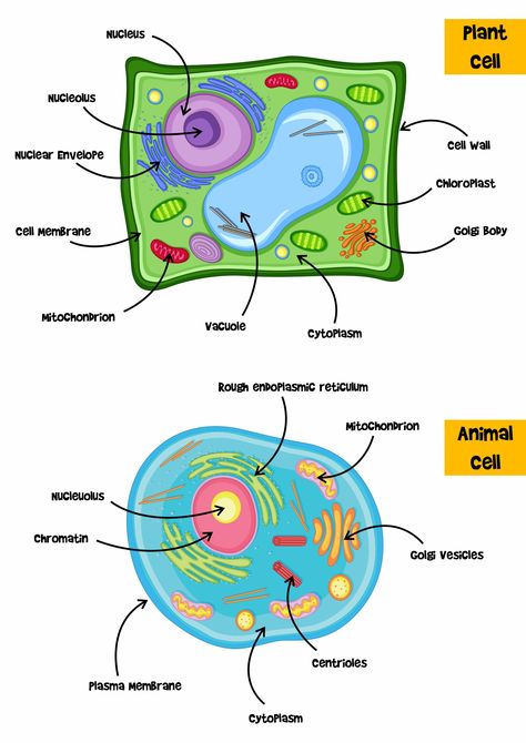 Plant and Animal Cell 5th Grade Study Guide Animal Cell Diagram Class 9, Animal Cell And Plant Cell Drawing, Animal Cell And Plant Cell Project Ideas, Plant And Animal Cell Project Poster, Plant Vs Animal Cell Diagram, Animal Cell Diagram Labeled, Plant Cell And Animal Cell Drawing, Plant Cell Drawing With Label, Animal And Plant Cell Projects