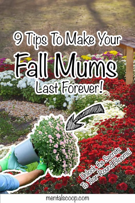 9 Tips To Make Your Fall Mums Last Forever! Fall is a magical time, bursting with vibrant colors and a crisp breeze that signals the season's change. Among the most iconic symbols of autumn are Fall Outside Decor, How To Make Mums, Fall Container Plants, Potted Mums, Caring For Mums, Planting Mums, Garden Mum, Fall Mums, Fall Containers