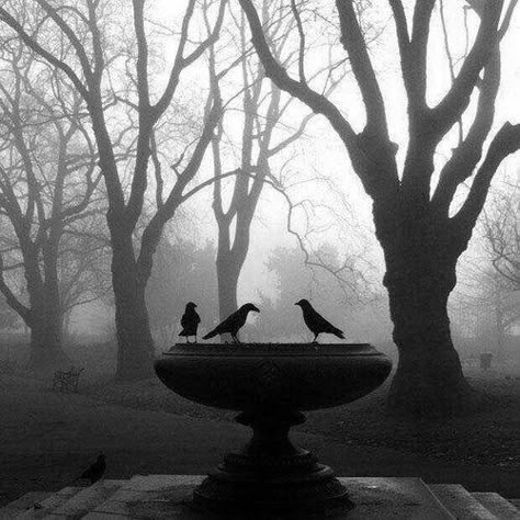 Darkest Academia, Gothic Academia, Academia Aesthetic, Crows, Dark Aesthetic, Dark Academia, A Tree, Beautiful Images, My Aesthetic