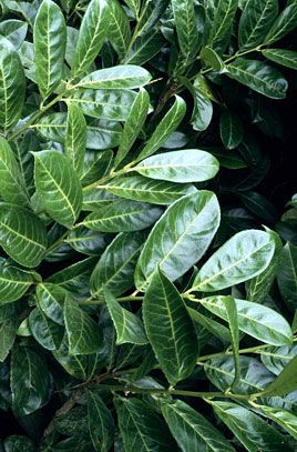 cherry laurel Laurel Shrub, Laurel Plant, Cherry Laurel, Prunus Laurocerasus, Fast Growing Evergreens, Plants Uk, Spring Garden Flowers, Shade Perennials, Evergreen Plants