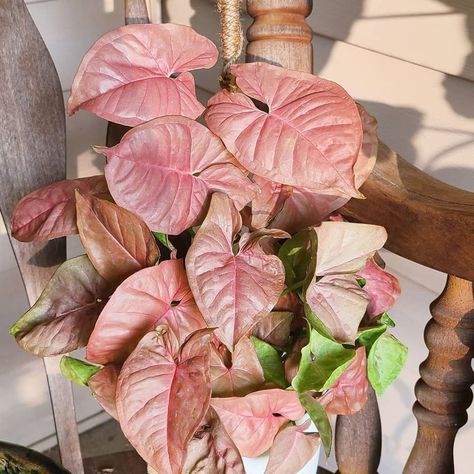 Learn exactly what Pink Syngonium needs to thrive, get reminders when it’s time to water, and join the growing community on the Greg App. Best Apartment Plants, Arrowhead Plant Care, Pink Syngonium, Orchid Soil, Lucky Bamboo Plants, Dracaena Plant, Arrowhead Plant, Apartment Plants, Corn Plant