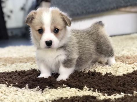 55 Corgi Female Dog Names Corgi Names Female, Dog Names Female, Best Female Dog Names, Corgi Names, Types Of Dogs Breeds, Dog Breed Names, Female Dog Names, Best Dog Names, Corgi Puppy