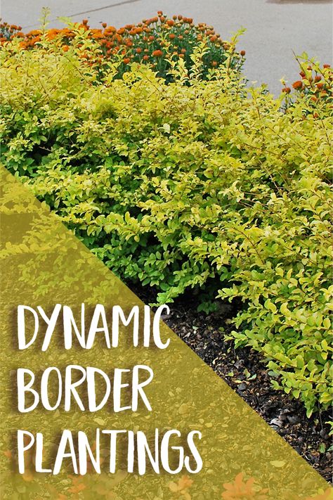 5 Dynamic Border Plantings from Southern Living -- It's all in the details! Add interest to edges with these dynamic border planting ideas. Border Planting Ideas, Vertical Container Gardening, Southern Living Plant Collection, Low Maintenance Shrubs, Southern Living Plants, Edging Plants, Front Garden Landscape, Sustainable Landscaping, Planting Ideas