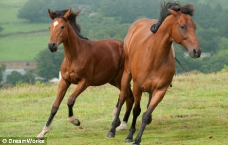 Joey as a colt Equestrian Helmet, Horse Riding Clothes, Types Of Horses, My Horse, Riding Hats, Running Horses, Horse Supplies, Equestrian Sports, Horse Blankets