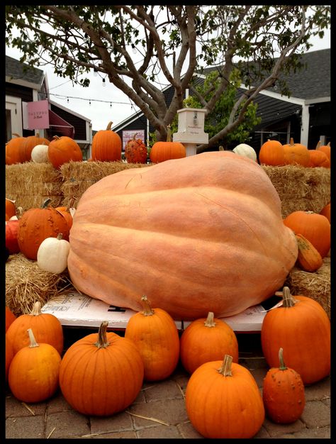 Huge Pumpkin, Pumpkin Patch Farm, Big Pumpkin, Inktober 2023, Biggest Pumpkin, Best Thanksgiving Recipes, Colorful Things, Giant Pumpkin, Giant Food