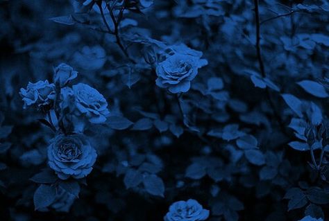 When you weep over the blue rose, your tears are collected in the petal basin. Your tears will serve as drink for the hummingbird; to strengthen his wings when winter steals the nectar from his belly. Zoom Wallpaper, Blue Aesthetic Dark, Ravenclaw Aesthetic, Everything Is Blue, Rosé Aesthetic, Aesthetic Colors, Blue Roses, Feeling Blue, Foto Inspiration